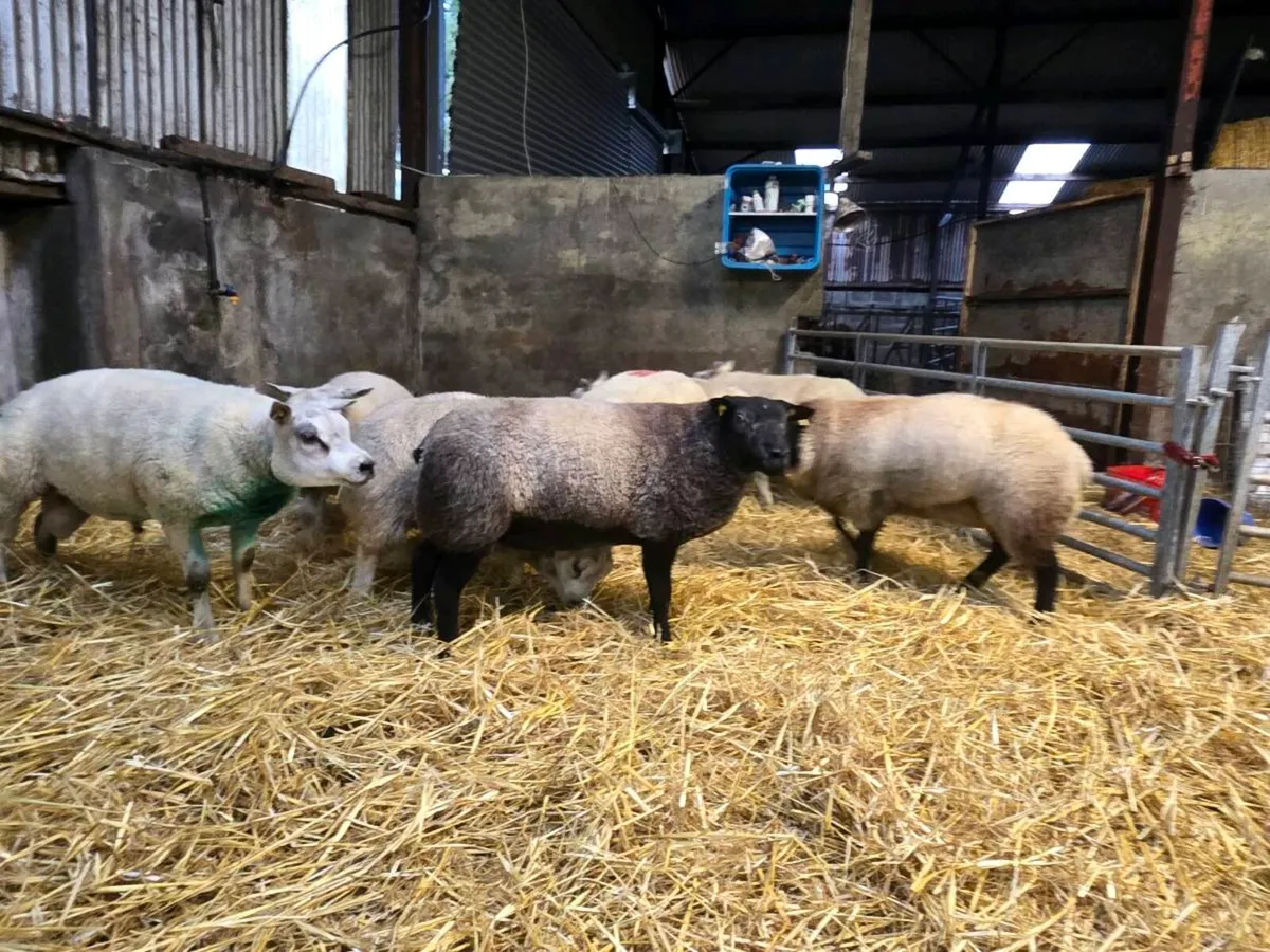 Selection of Pedigree rams - Image 1