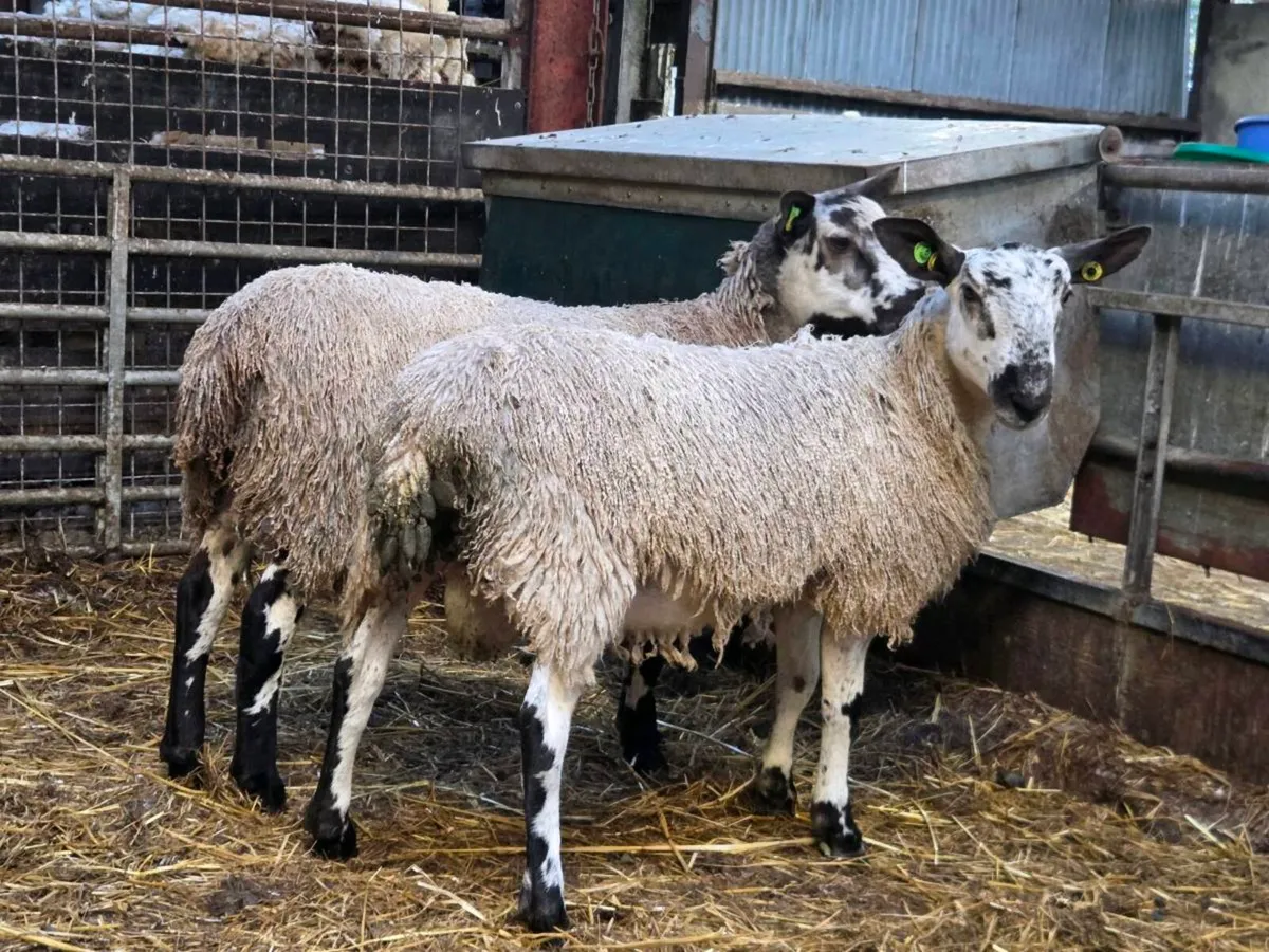 Selection of Pedigree rams - Image 3