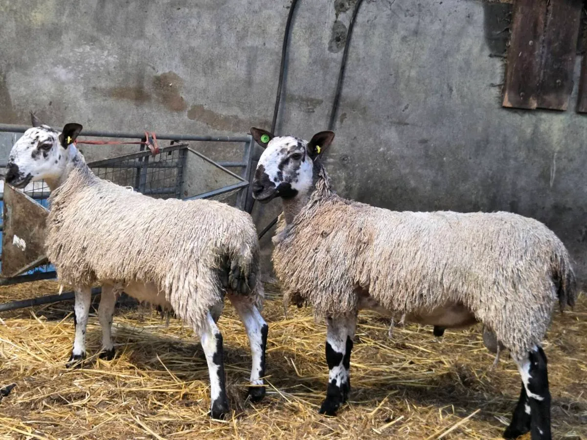 Selection of Pedigree rams - Image 4