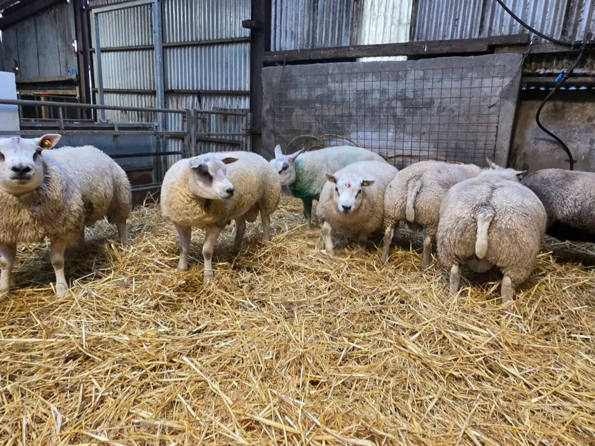 Selection of Pedigree rams - Image 2