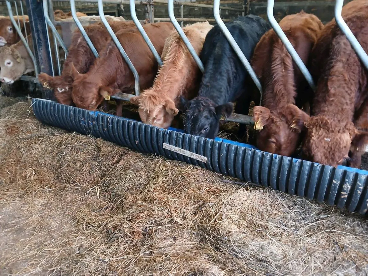6 Limousin Bull Weanlings - Image 1