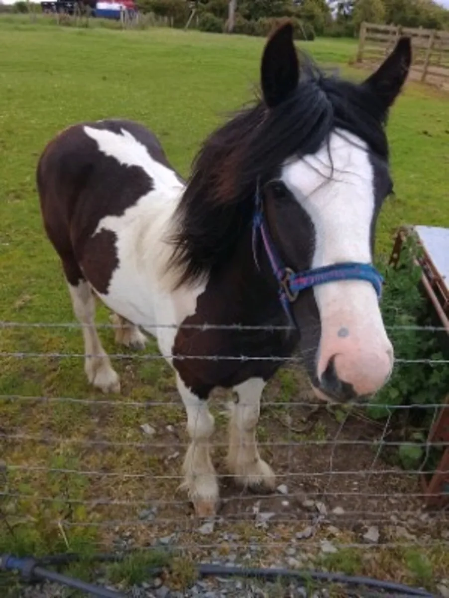 Black & White Pony - Image 1