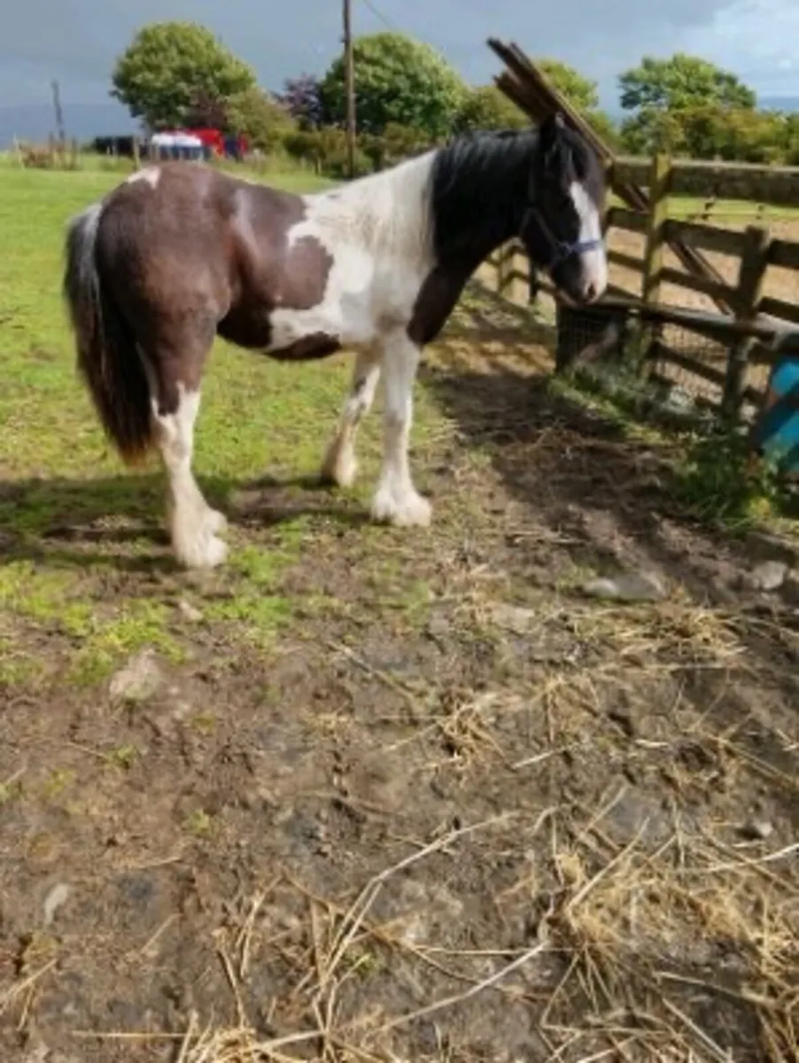 Black & White Pony - Image 2
