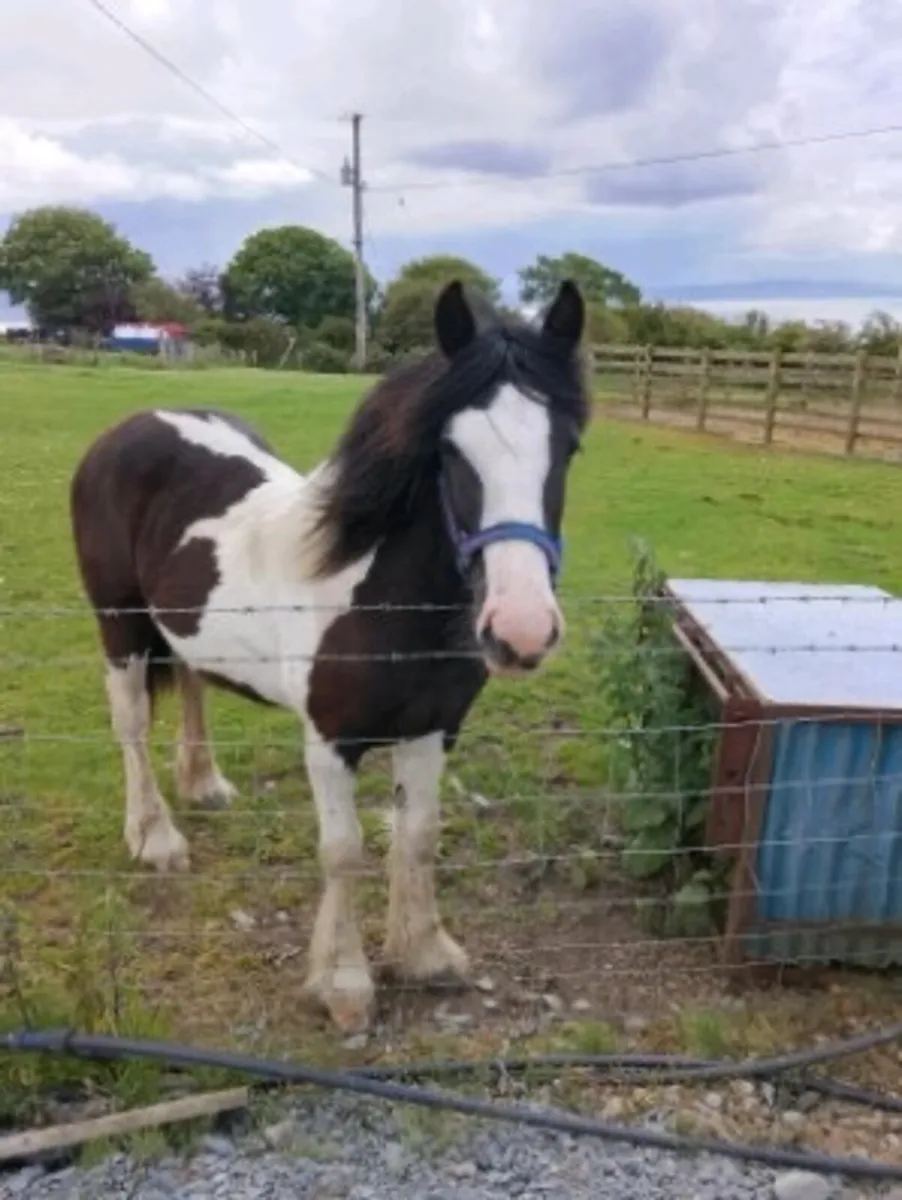 Black & White Pony - Image 3