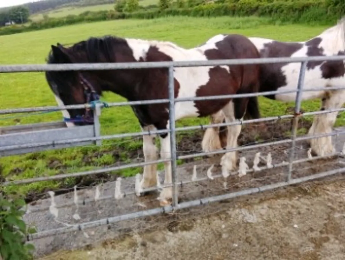 Black & White Pony - Image 4