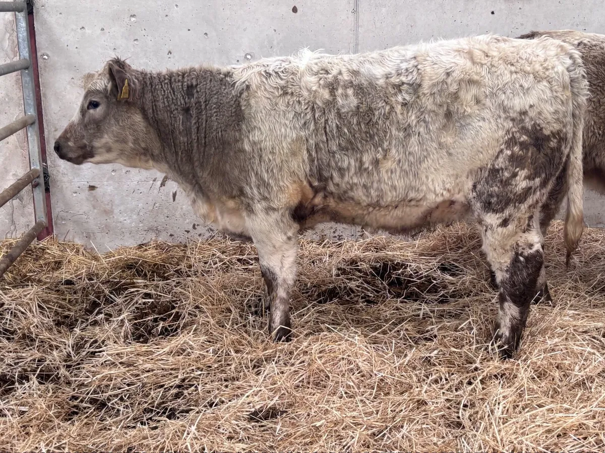 2 top quality Charlaois heifer Weanlings for sale - Image 3