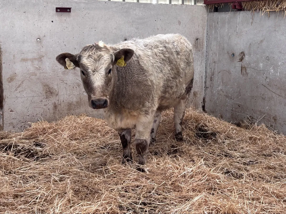 2 top quality Charlaois heifer Weanlings for sale - Image 1