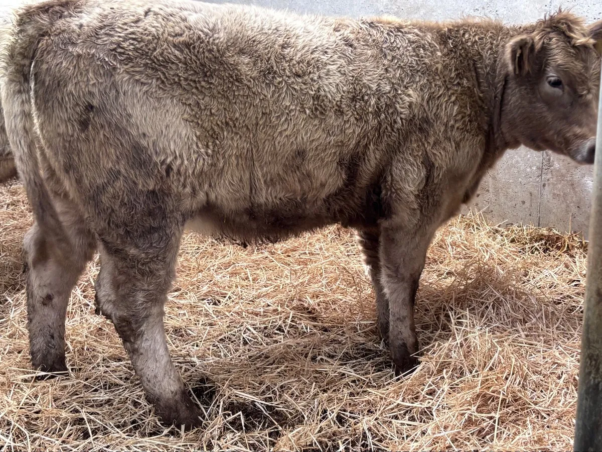 2 top quality Charlaois heifer Weanlings for sale - Image 4