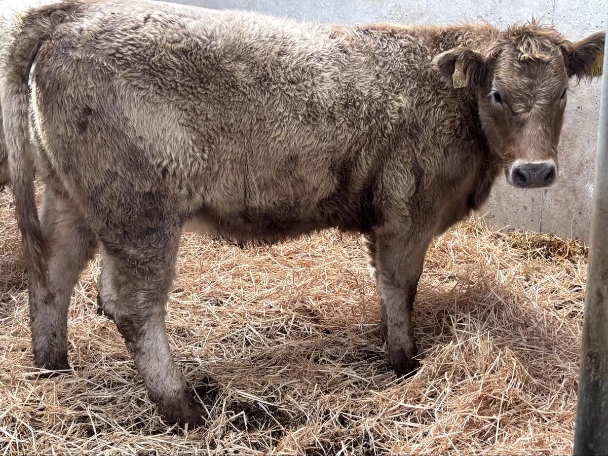 2 top quality Charlaois heifer Weanlings for sale - Image 2