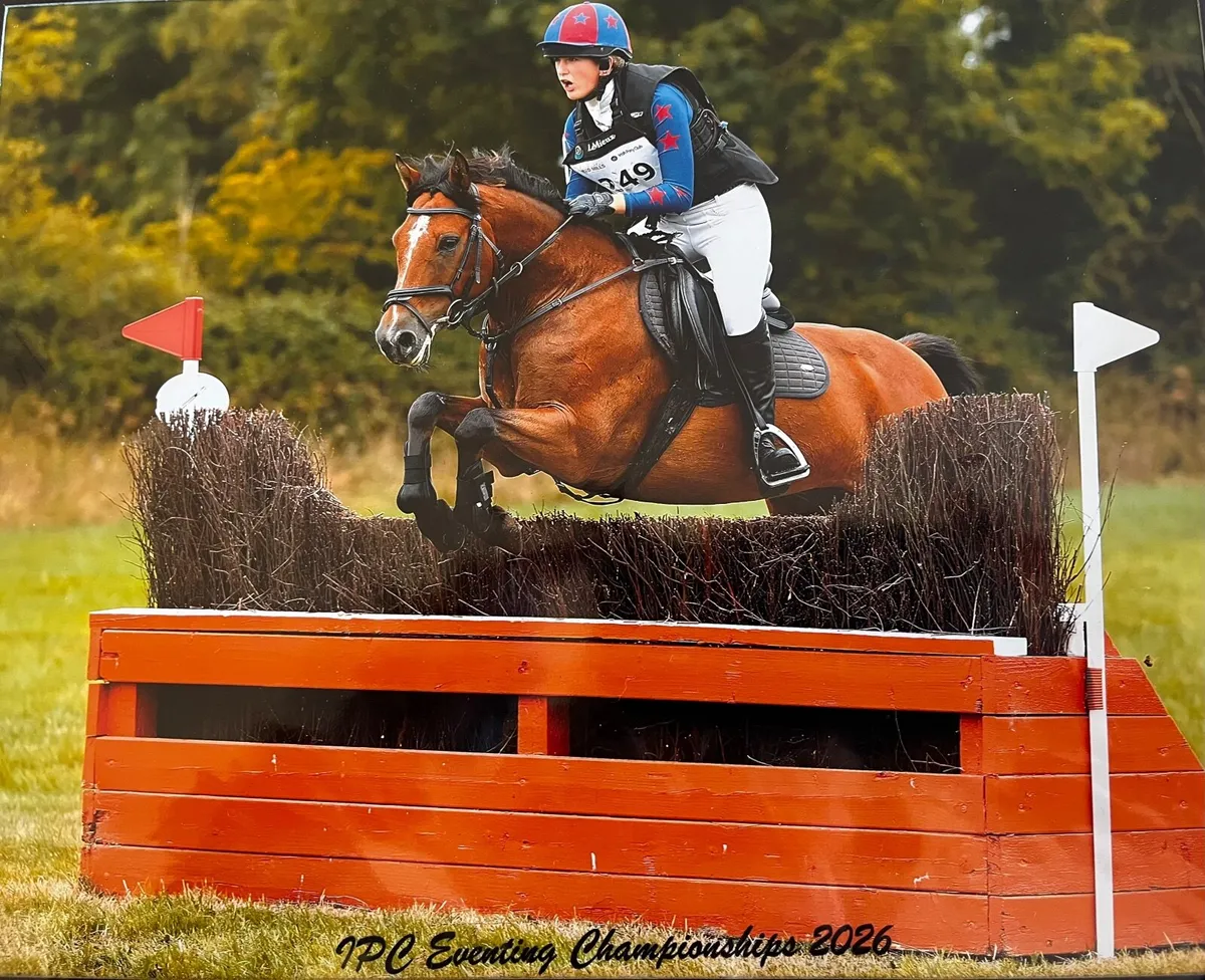 Pony - Image 1