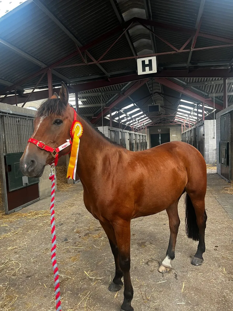 Pony - Image 4