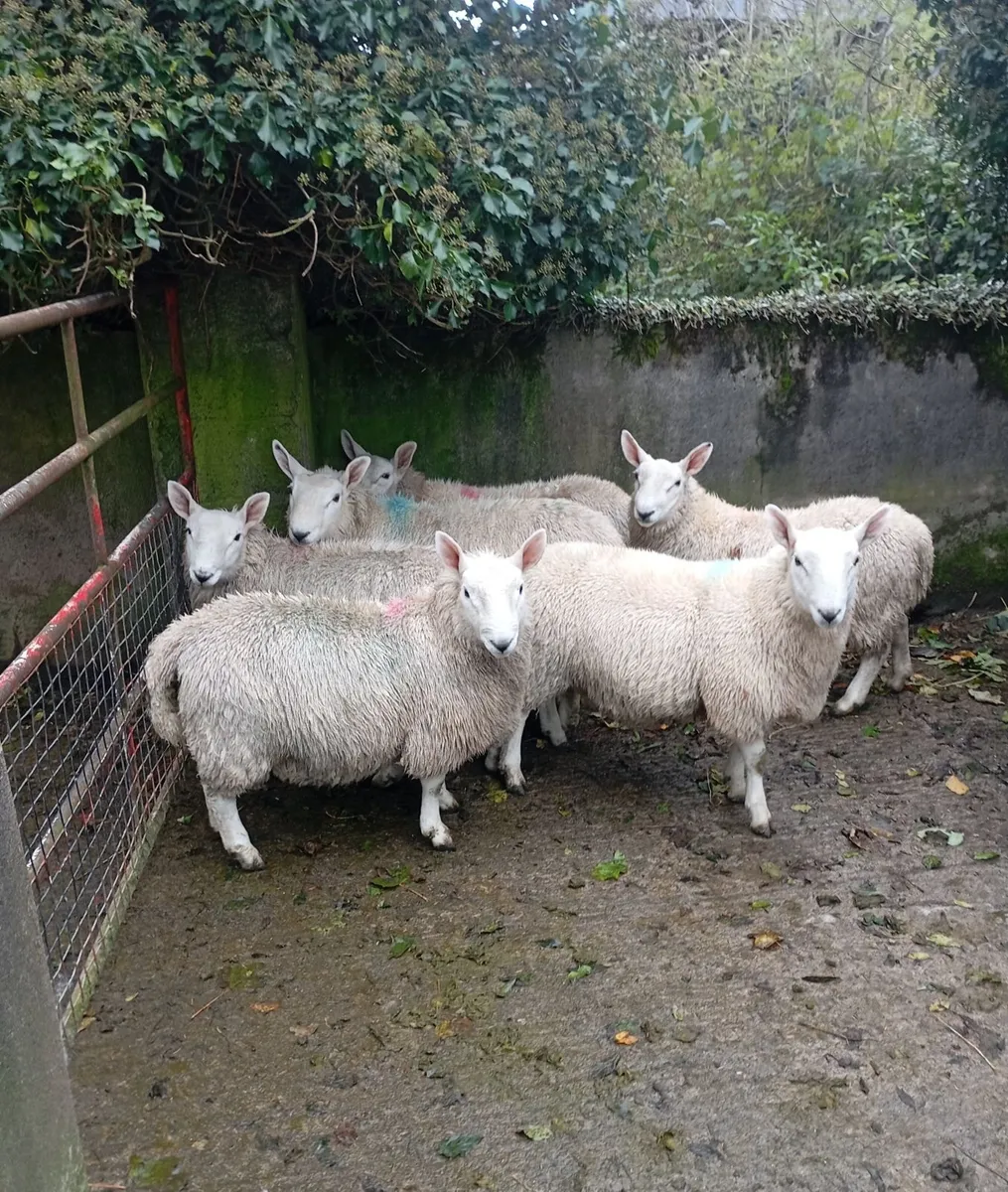 North Country Cheviot ram lambs - Image 2