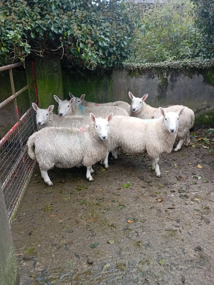 North Country Cheviot ram lambs - Image 3