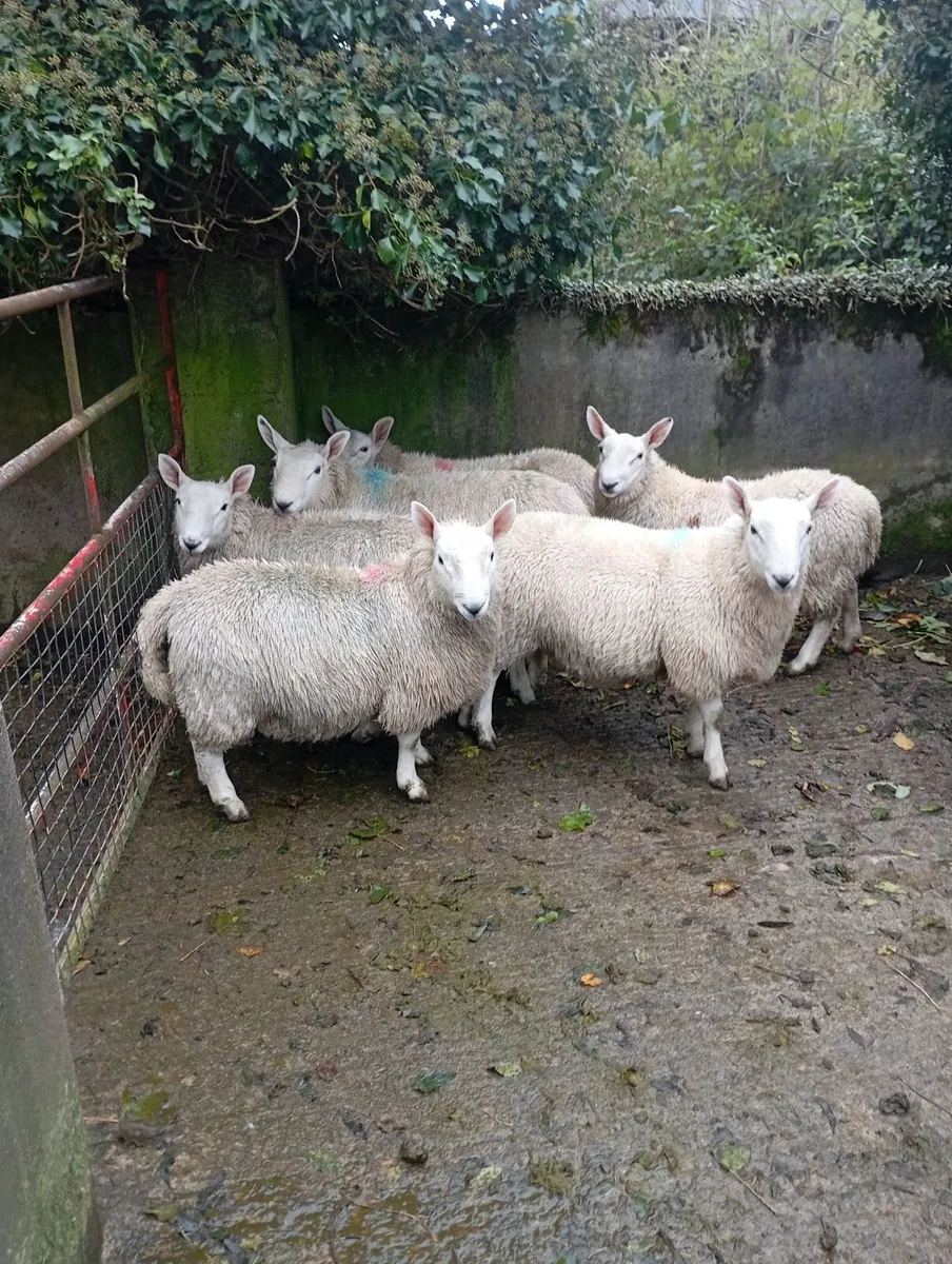North Country Cheviot ram lambs - Image 1