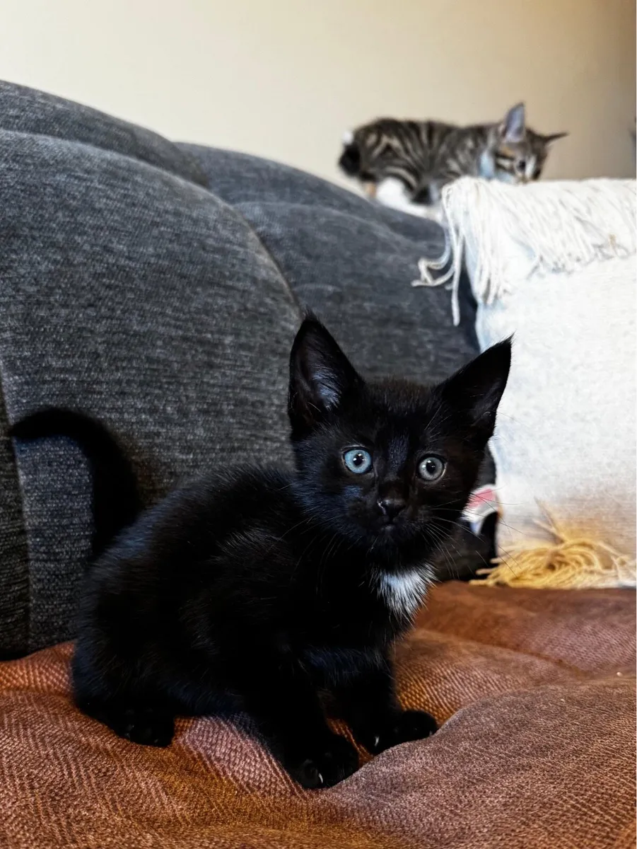 Tabby Kittens - Image 1