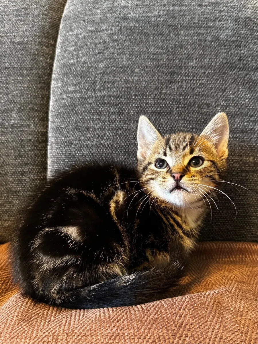 Tabby Kittens - Image 3