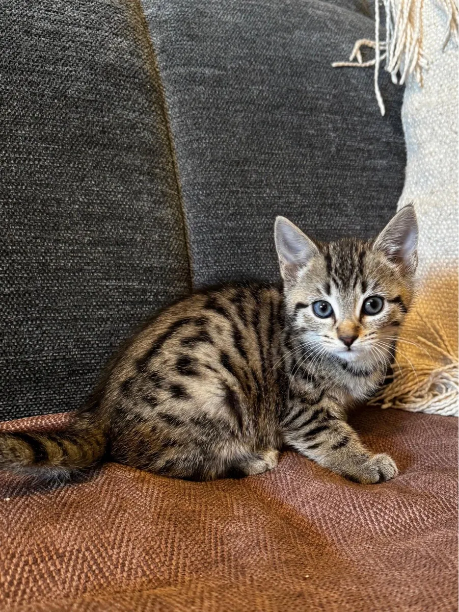 Tabby Kittens - Image 4