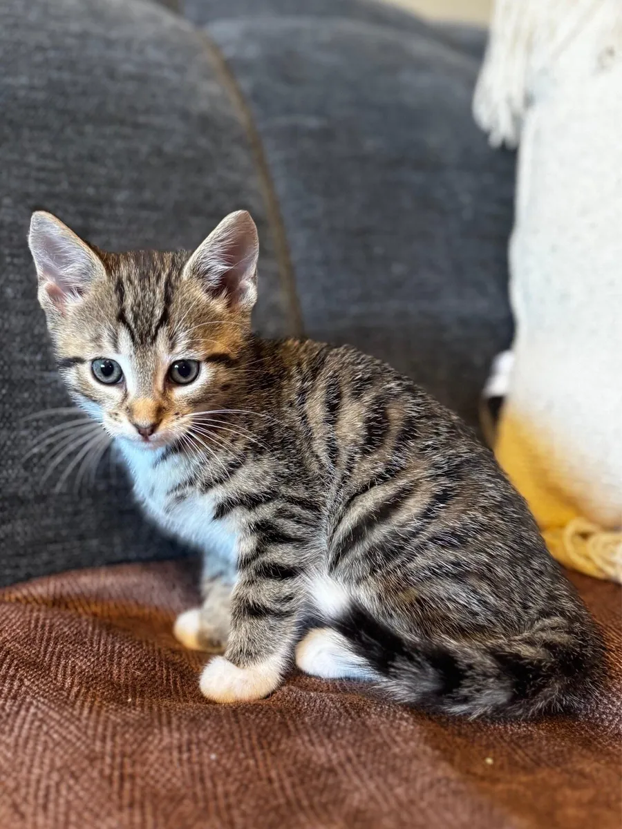 Tabby Kittens - Image 2