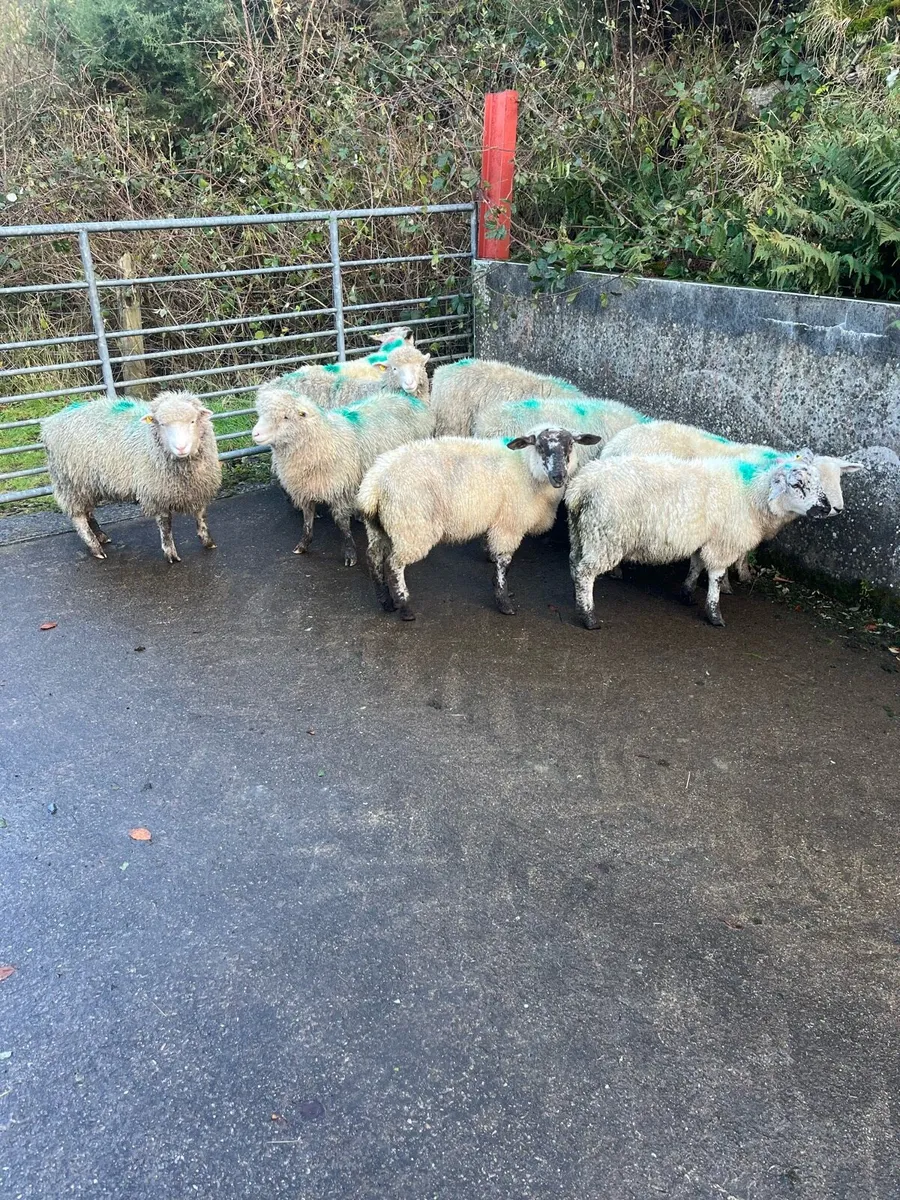 Sheep - Image 1