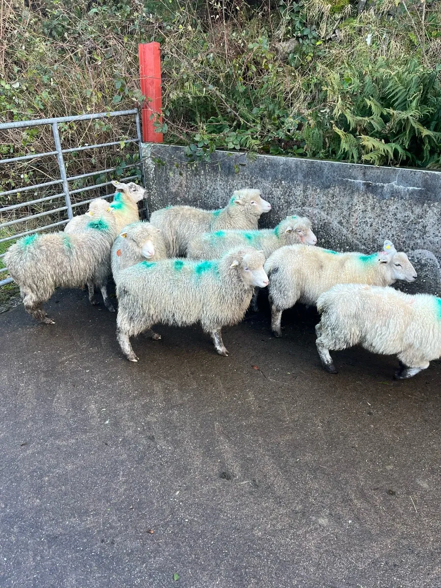 Sheep - Image 2