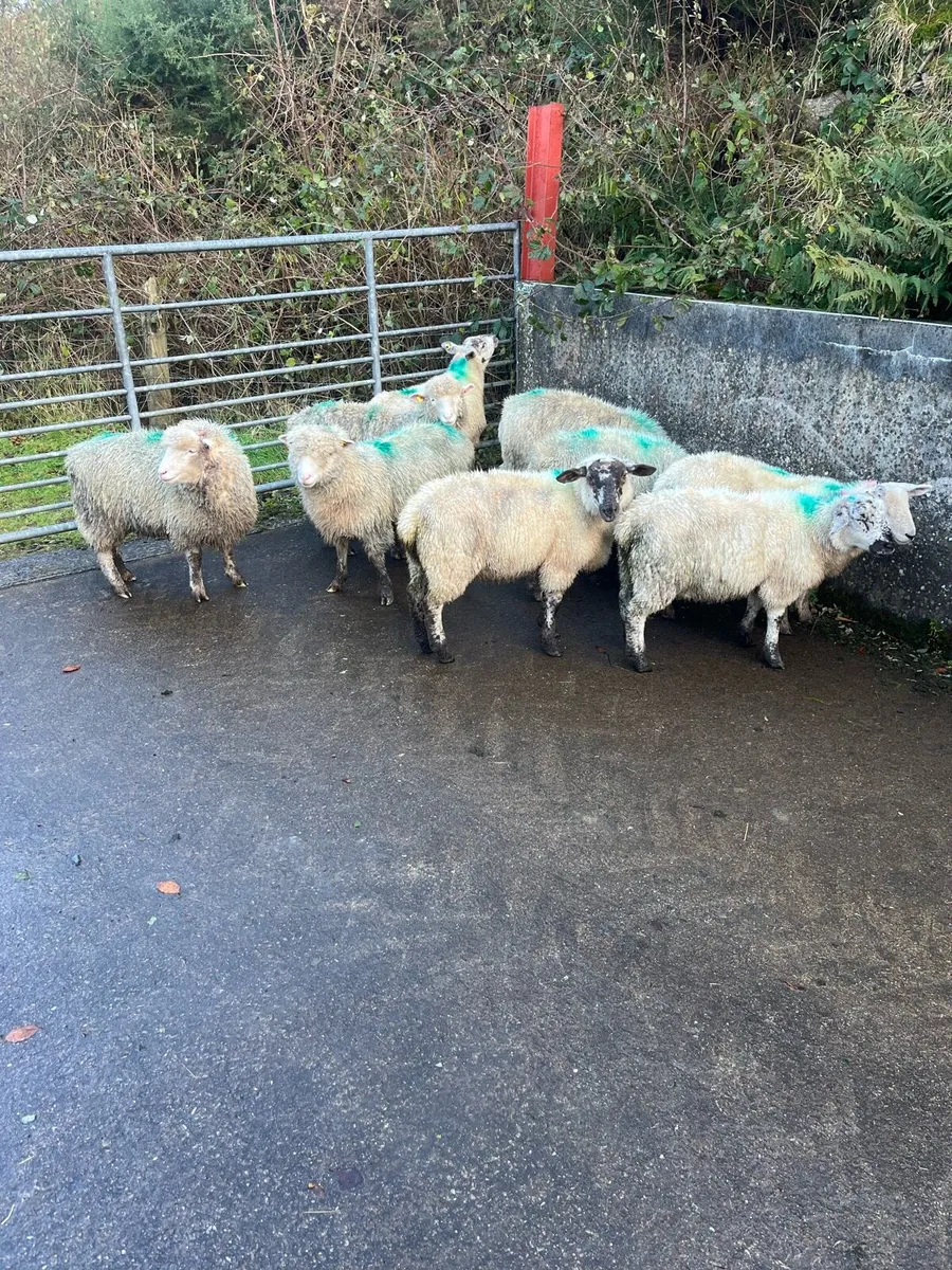 Sheep - Image 3