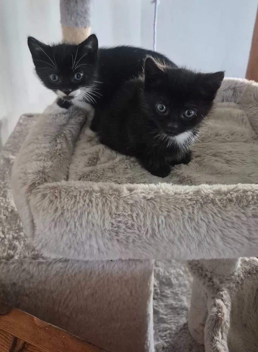 Adorable, well-socialised kitten (1 female left) - Image 2