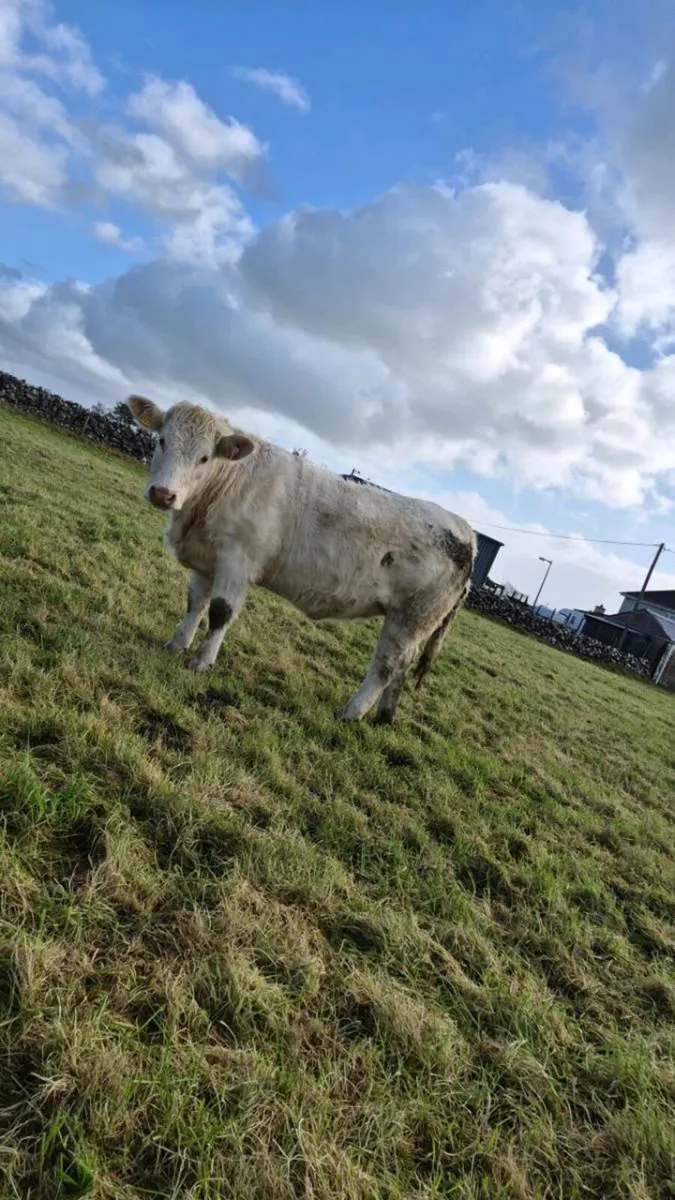 2 PBNR charolais heifers - Image 4