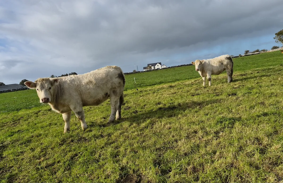 2 PBNR charolais heifers - Image 1