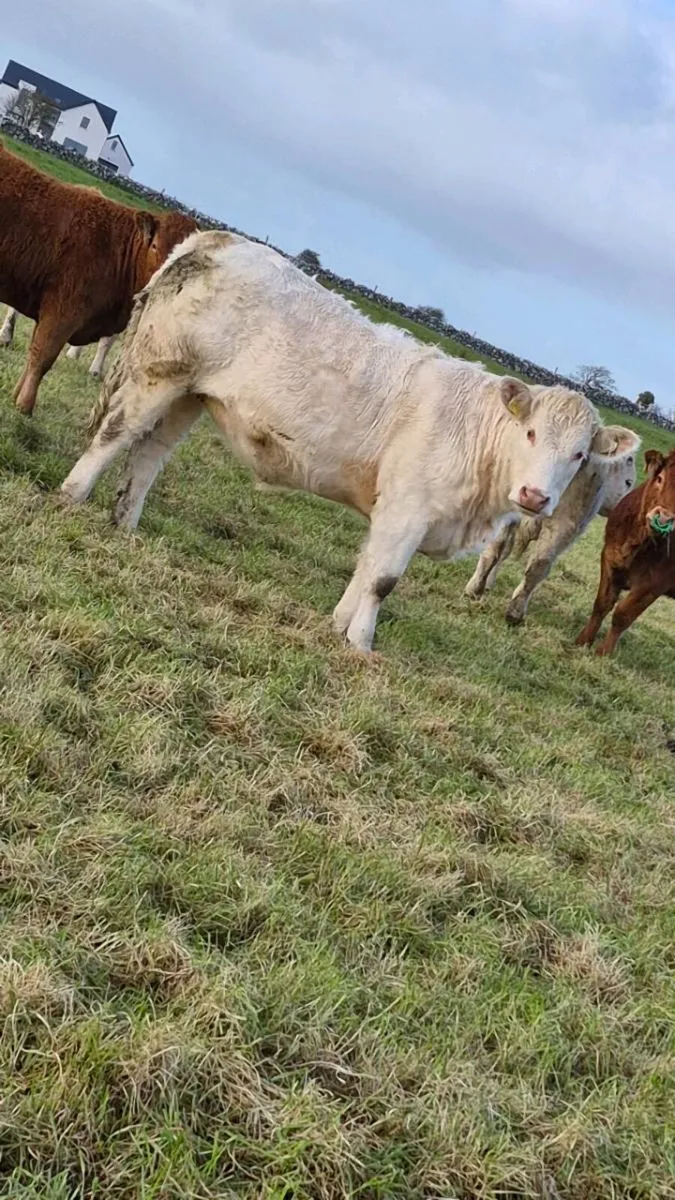 2 PBNR charolais heifers - Image 2