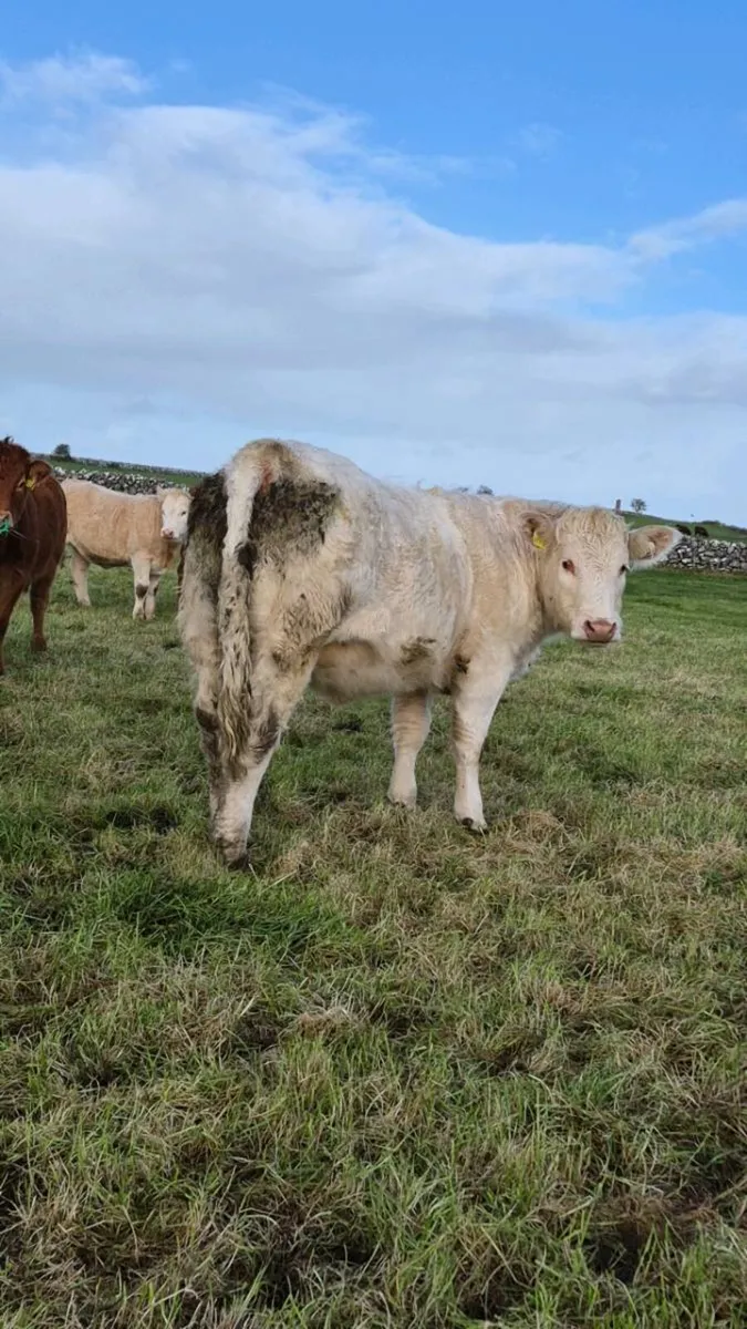 2 PBNR charolais heifers - Image 3