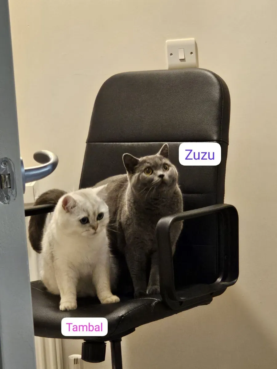 British Short Hair Cats - Image 1