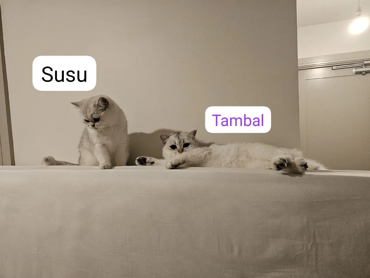 British Short Hair Cats - Image 2