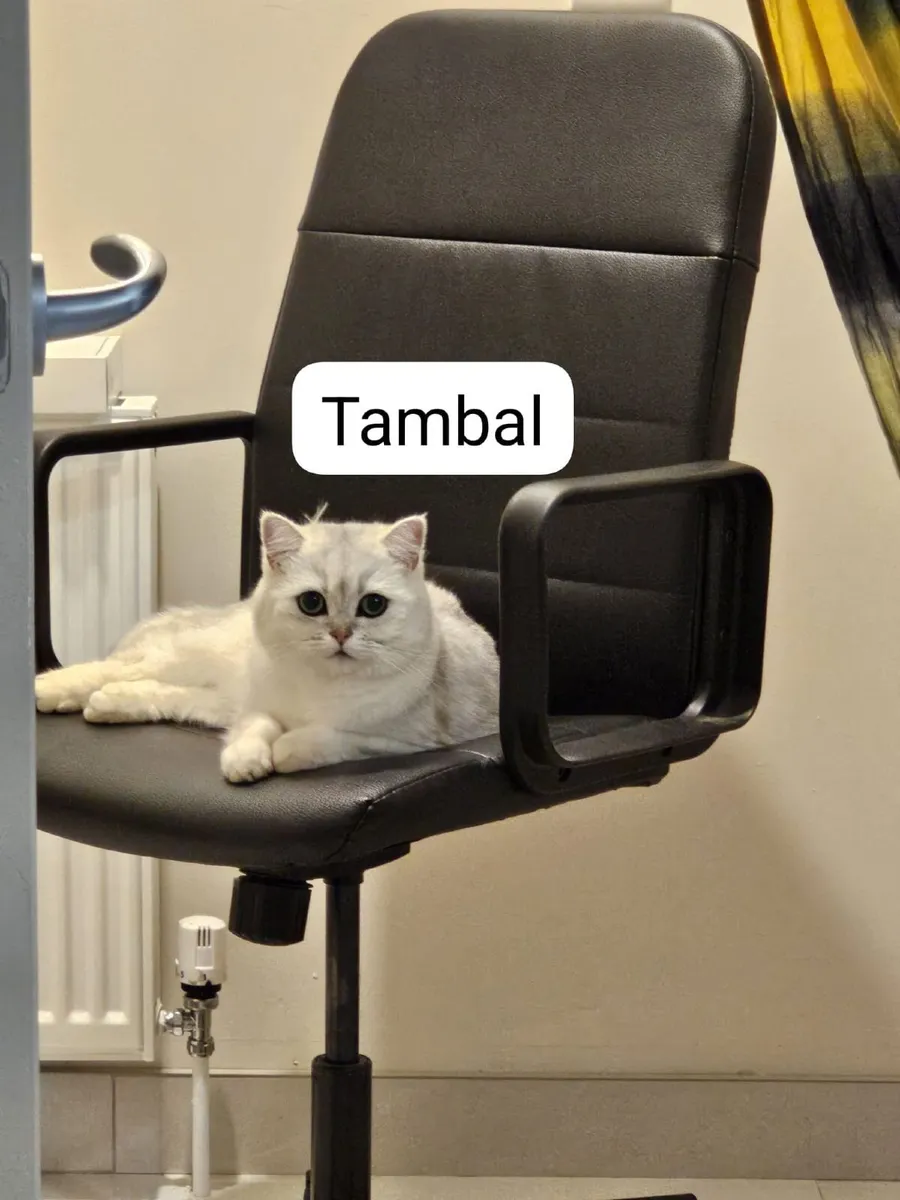 British Short Hair Cats - Image 3