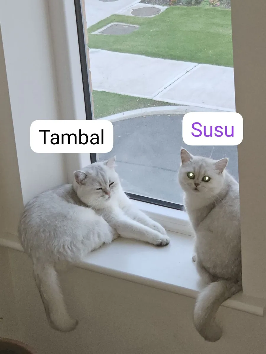 British Short Hair Cats - Image 4