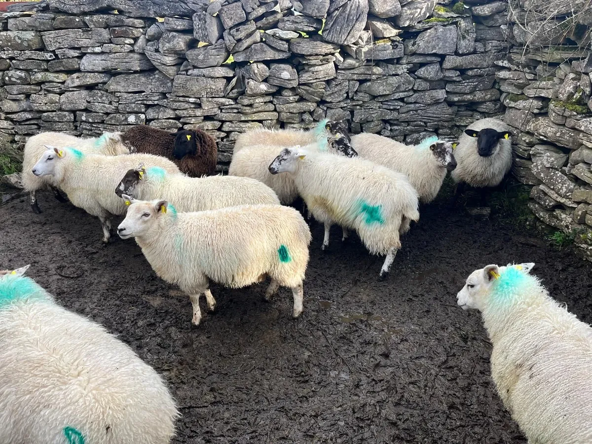 Ewe lambs - Image 1