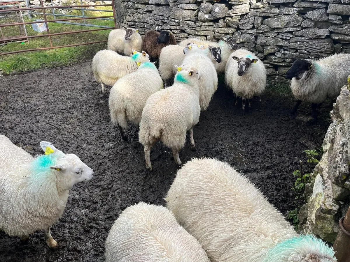 Ewe lambs - Image 3
