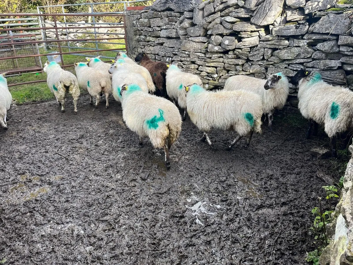 Ewe lambs - Image 4