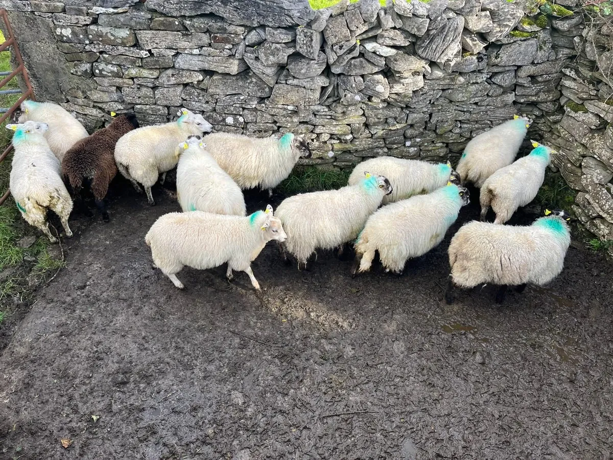 Ewe lambs - Image 2