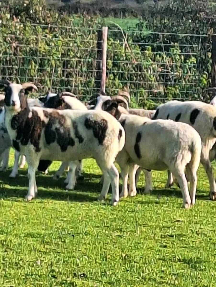 Jacob Ewes - Image 2