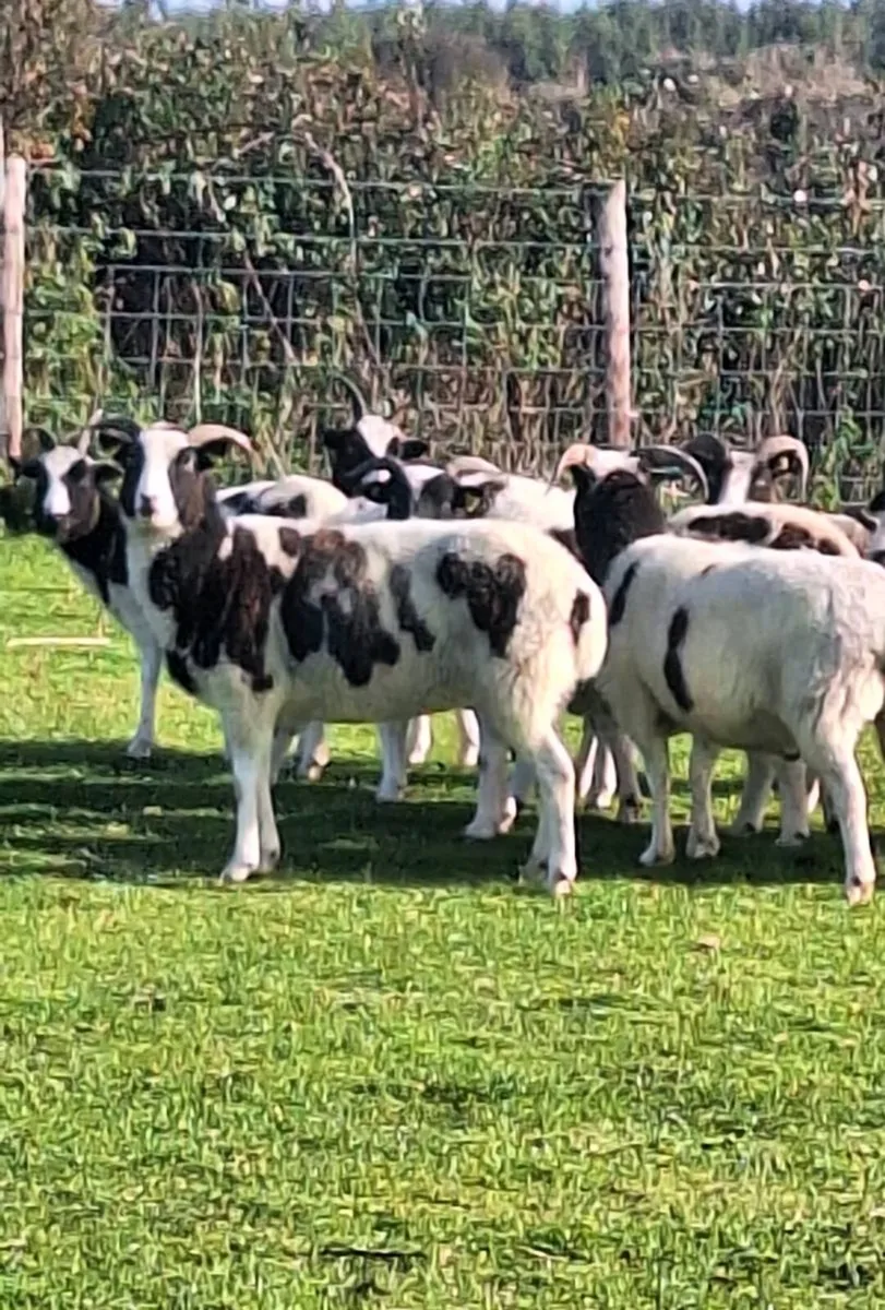 Jacob Ewes - Image 3