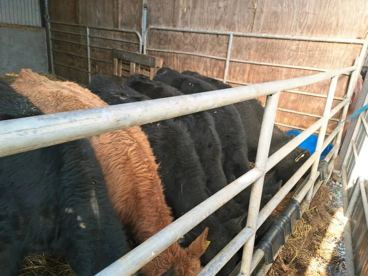 6 Angus bull weanlings 170kgs - Image 1