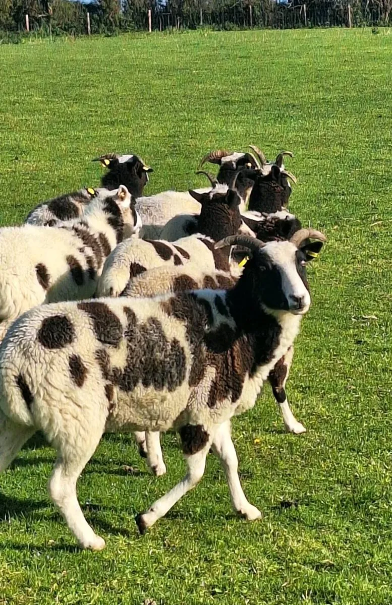 Jacob Ewes - Image 1