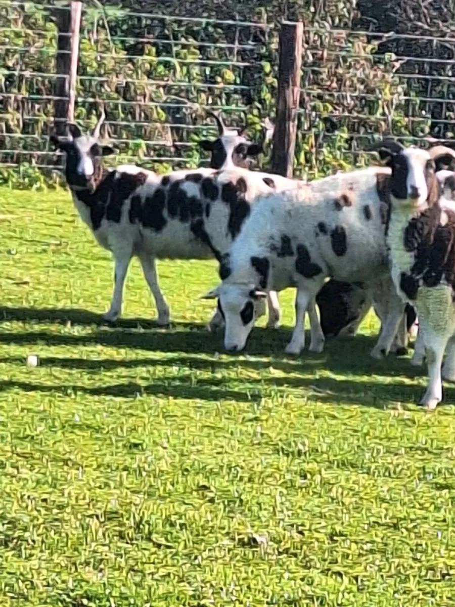 Jacob Ewes - Image 4