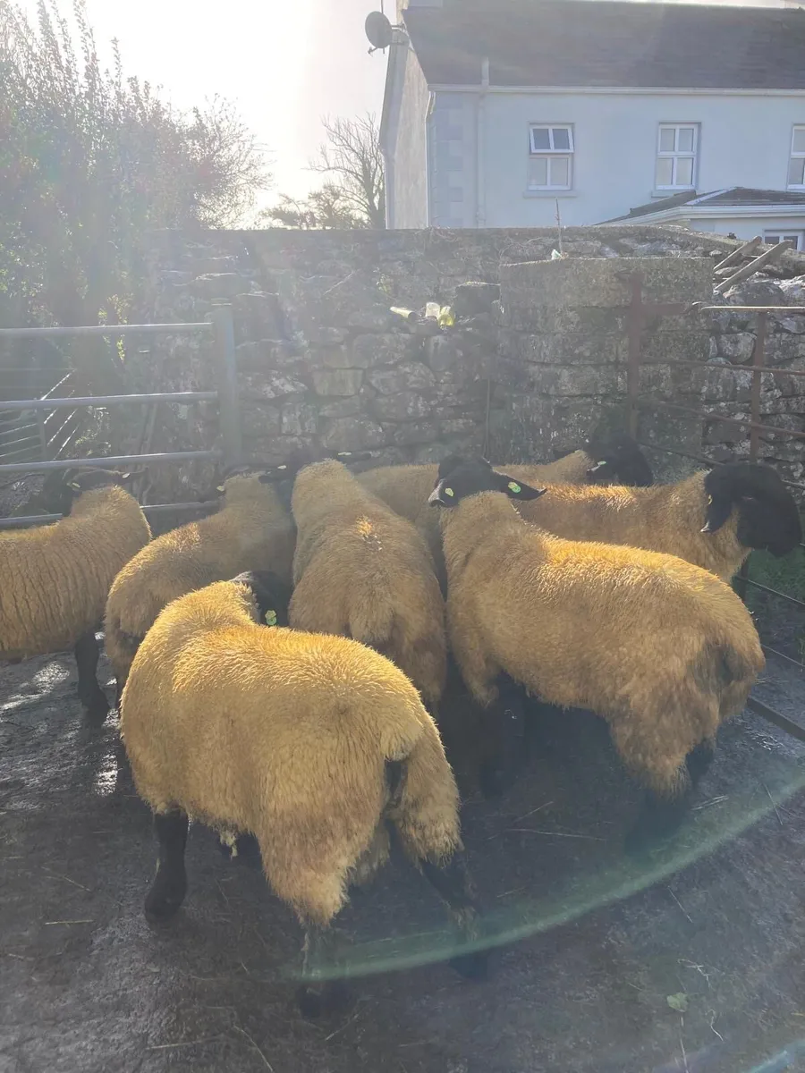 Pedigree Suffolk Ram Lambs