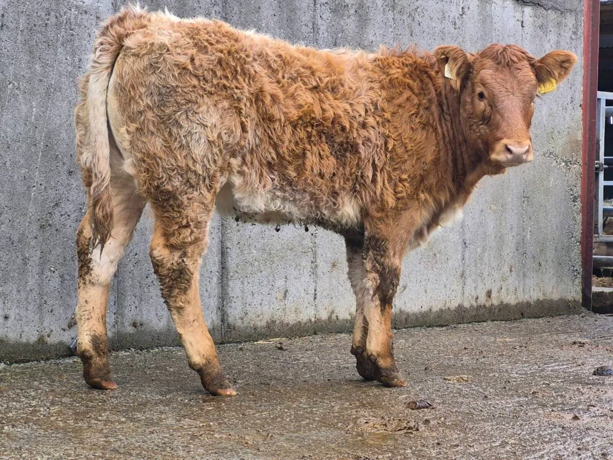 🌟 🌟 Super Roan Heifer 🌟 🌟 - Image 4