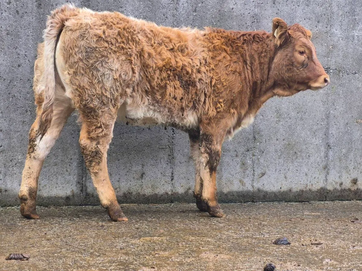 🌟 🌟 Super Roan Heifer 🌟 🌟 - Image 1