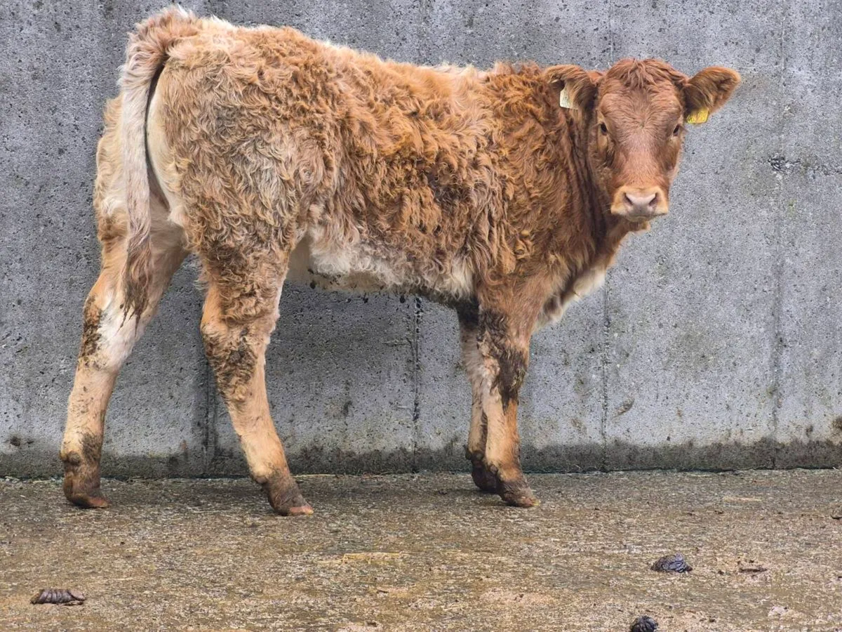 🌟 🌟 Super Roan Heifer 🌟 🌟 - Image 2