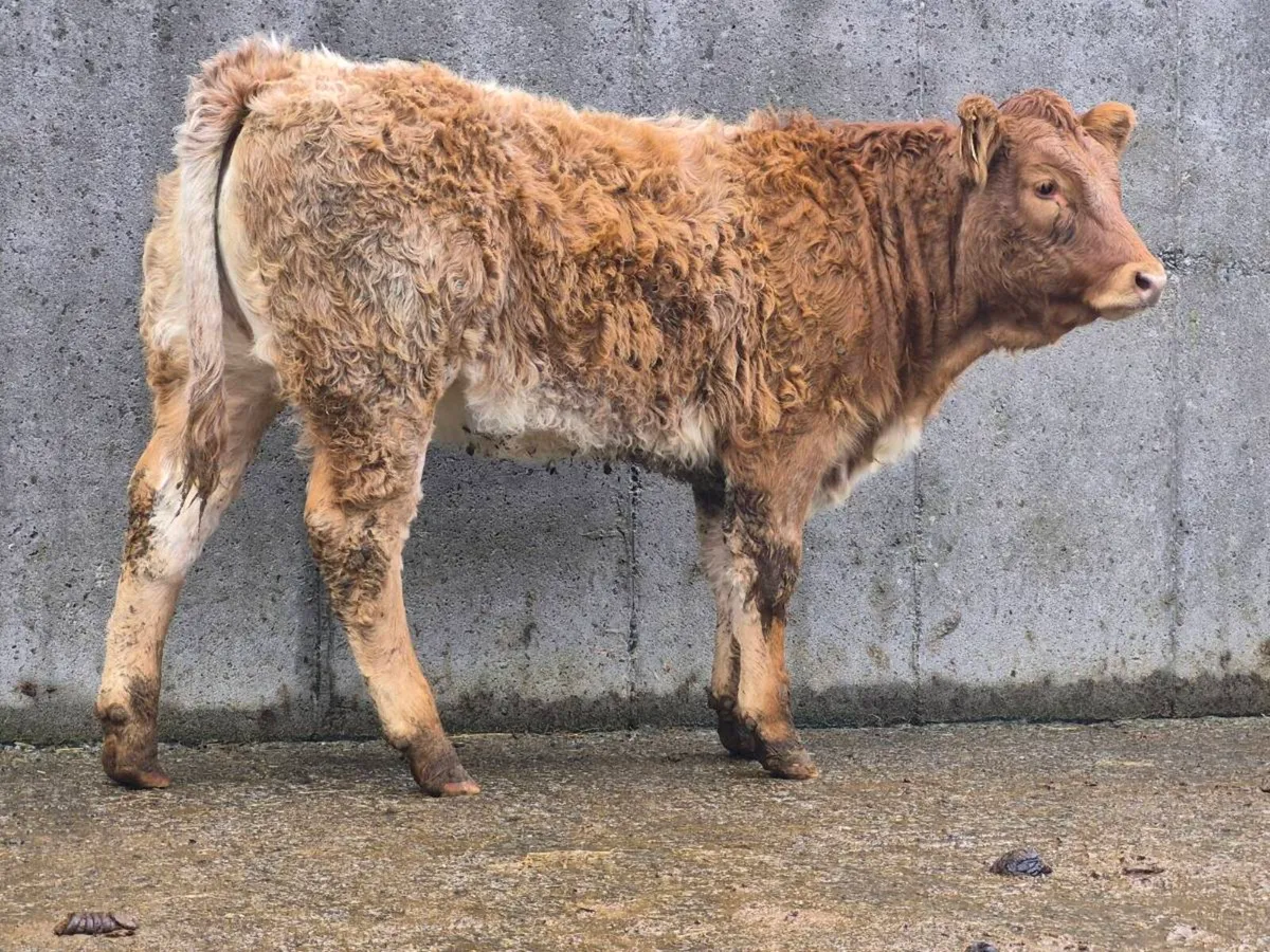 🌟 🌟 Super Roan Heifer 🌟 🌟 - Image 3
