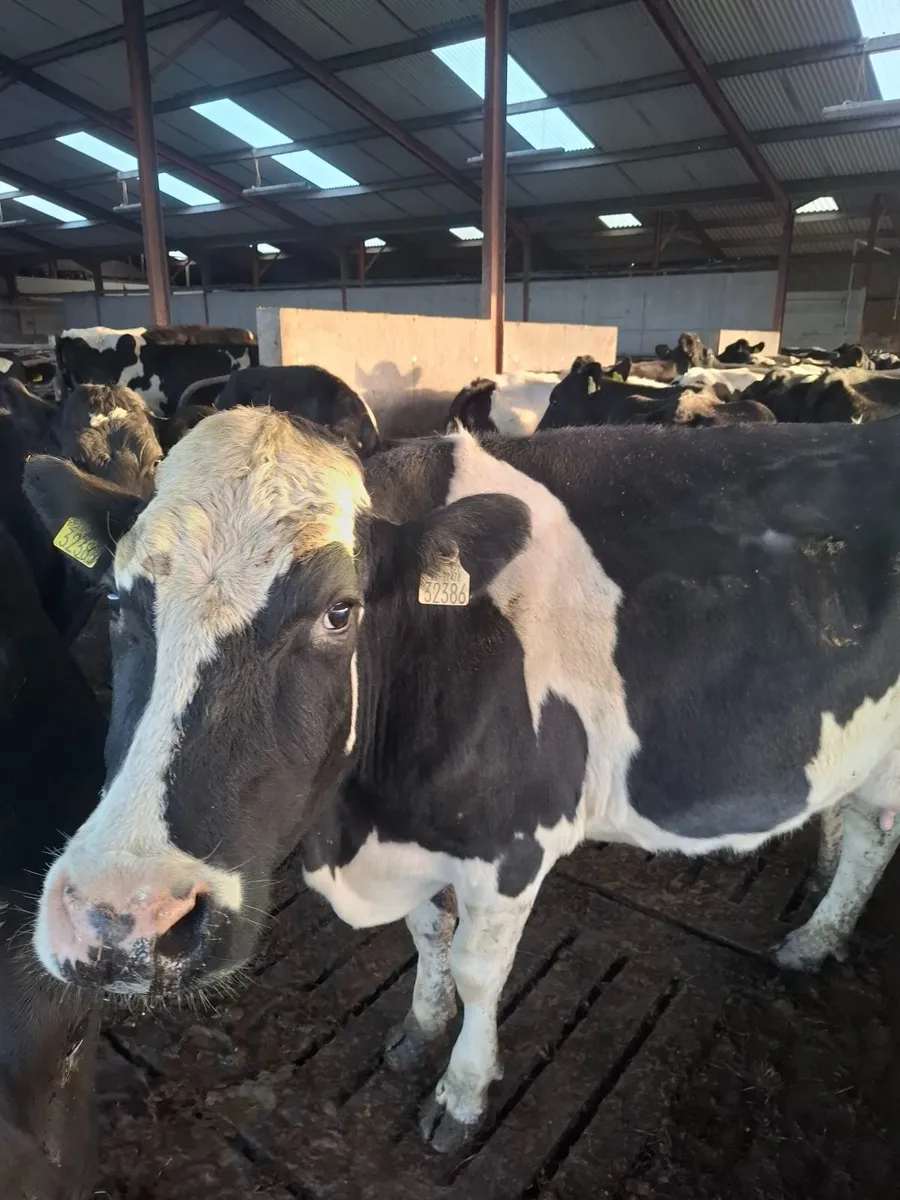 12 young empty AI Bred Milking Cows - Image 1