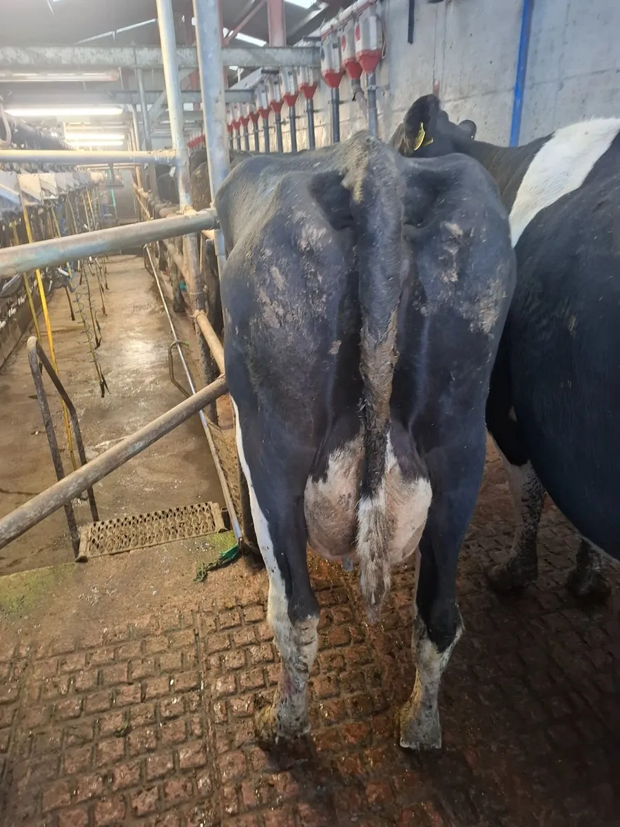 12 young empty AI Bred Milking Cows - Image 3